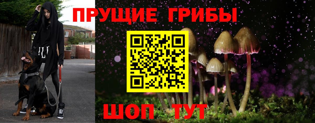 Псилоцибиновые грибы GOLDEN TEACHER  Вход с VPN  Электрогорск  Галлюциногенные грибы Psilocybine cubensis 